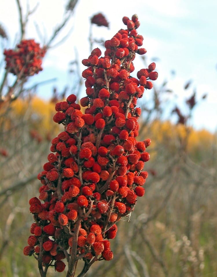 there is a close up of a bunch of berries on a tree